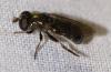 Eumerus ornatus